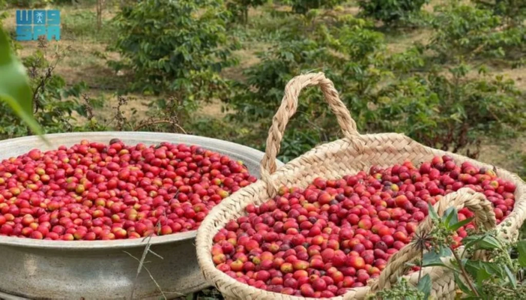Asir’s coffee harvest exceeds 82,000 kg