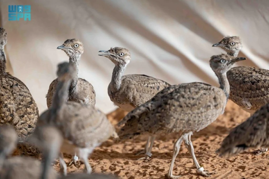 Saudi reserve revives endangered houbara populations