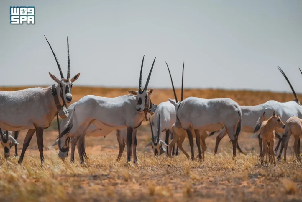 15 Arabian Oryx births recorded at Imam Turki Royal Reserve in Q1 2026