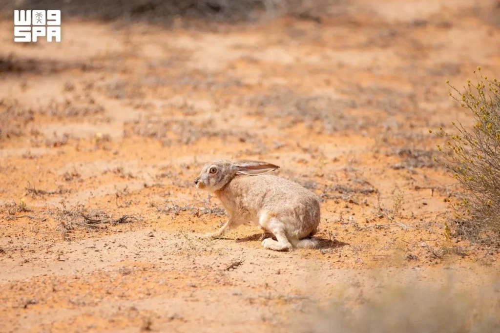 17 wild hare births recorded at Imam Turki Reserve in Q1 2026