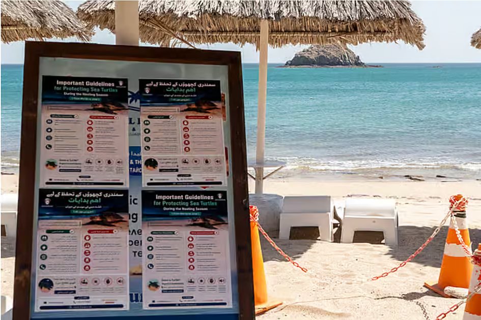 Fujairah issues nesting season guidelines to protect sea turtles