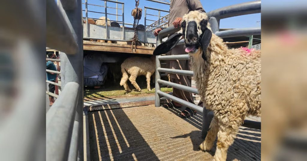 Truckloads of sheep arrive at Dubai cattle market ahead of Eid Al Adha
