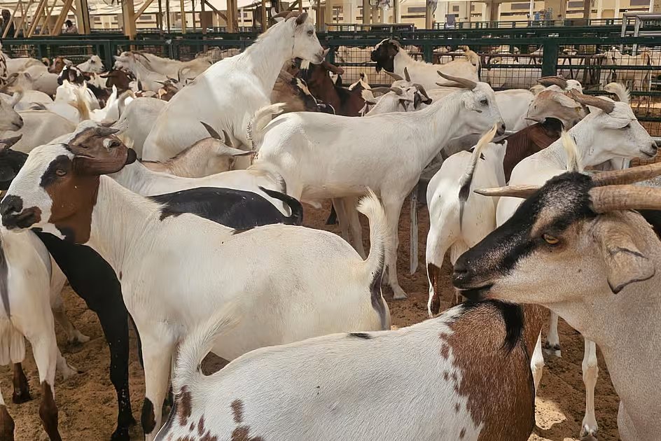 Indian goats flown to UAE ahead of Eid Al Adha, prices from Dh800