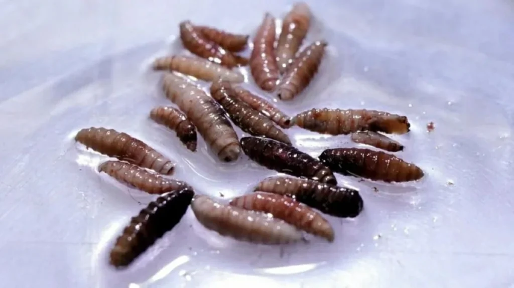Flesh-eating screwworm arrives in US with first case detected in Texas cattle