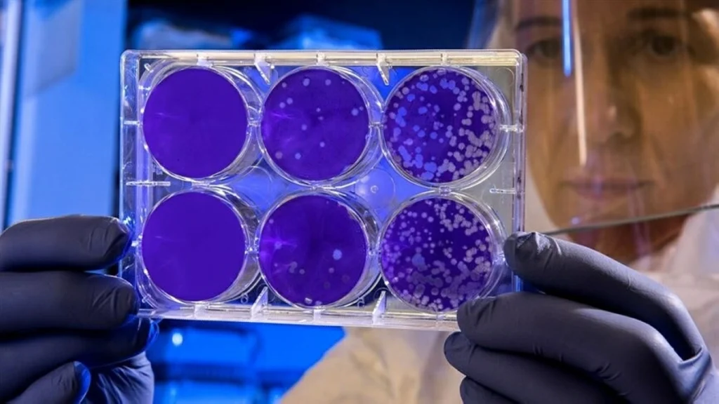 WHO says hantavirus cases remain at 13, no new deaths reported