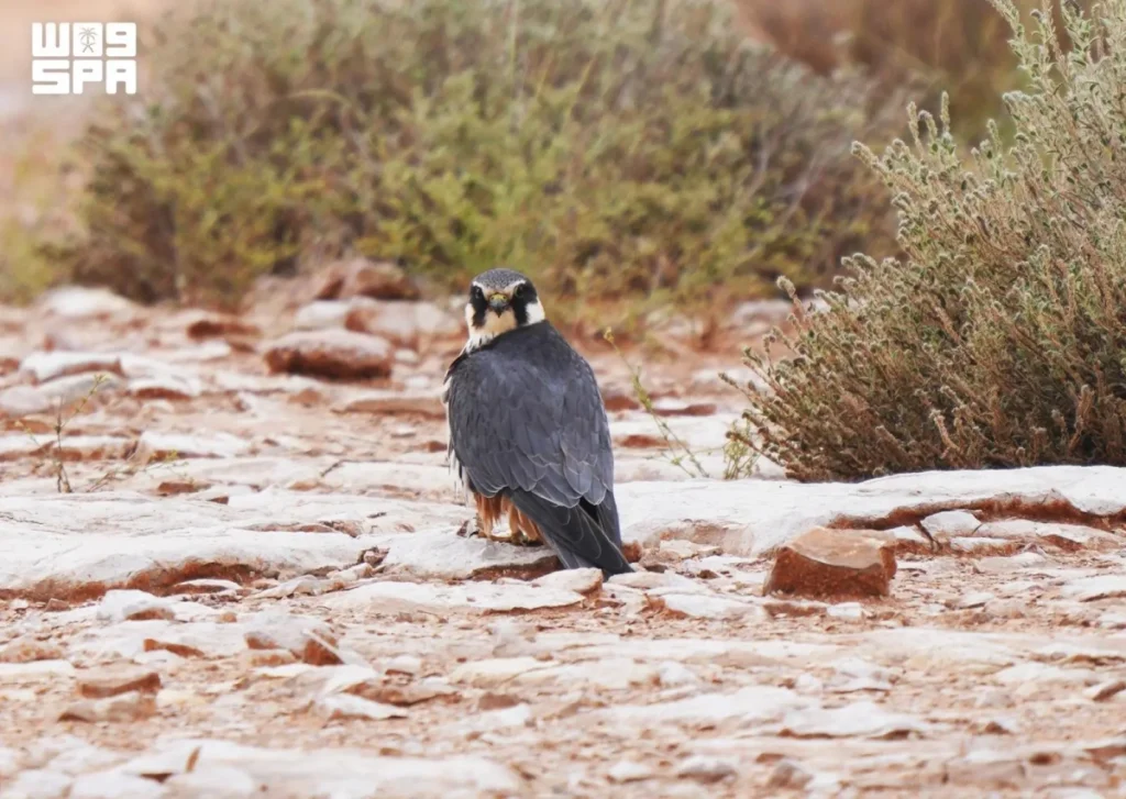 King Abdulaziz Royal Reserve records 34 new bird species for first time