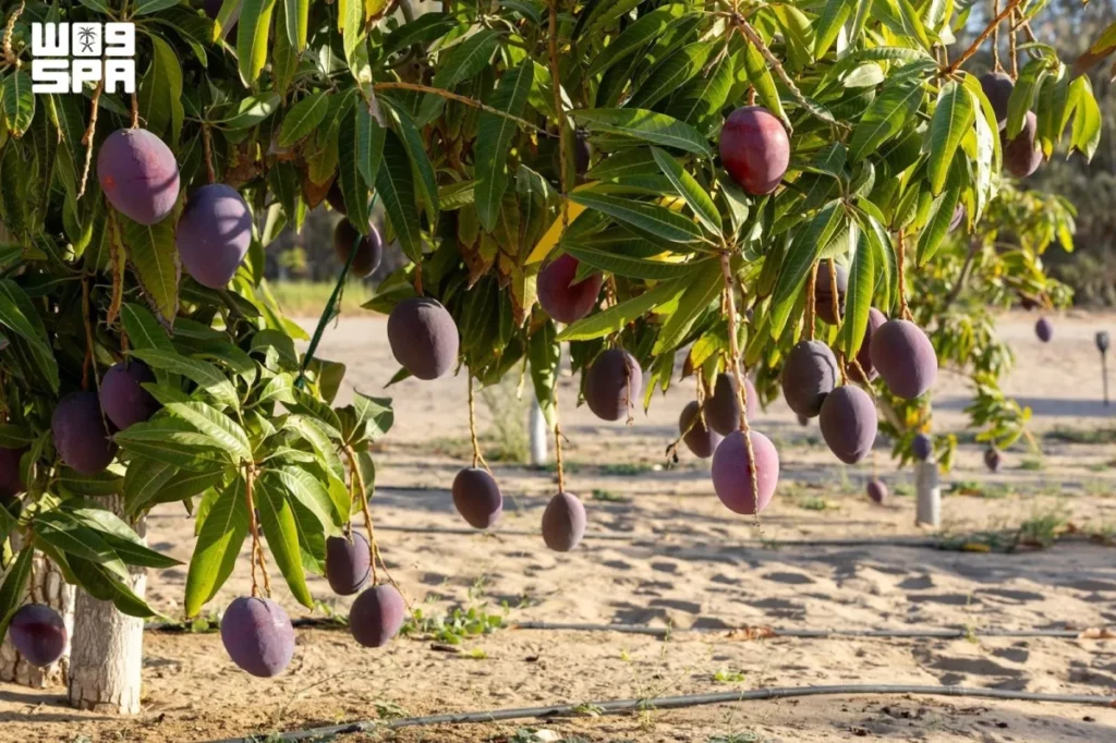 1.2 million mango trees supply local markets over 105,000 tons of mangoes annually