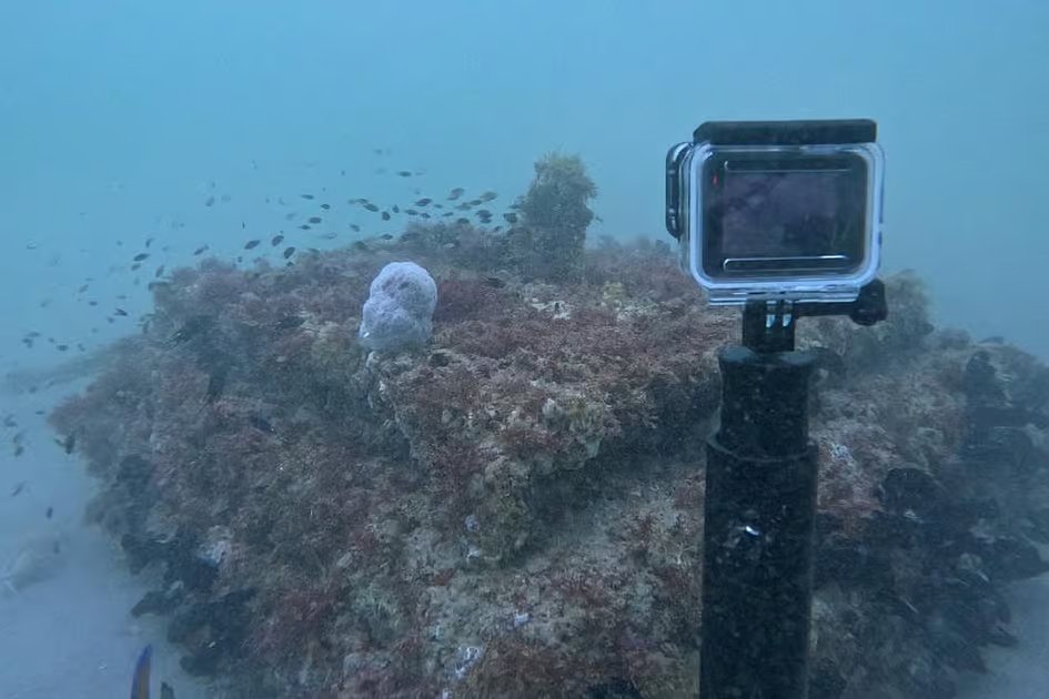 Marine scientist’s 25-year Ecoreef project in UAE shows new way to rebuild fish populations