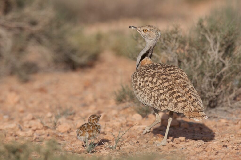 IFHC launches Houbara Breeders Support Initiative at ADIHEX 2026